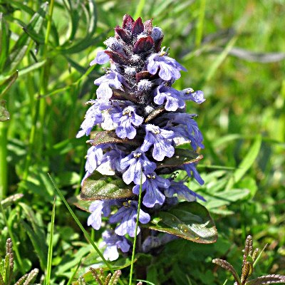 Picture of Bugle Plant