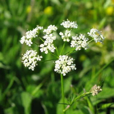 Picture of Pignut