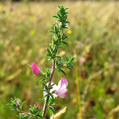 Picture of Spiny Restharrow plant © Mike Draycott