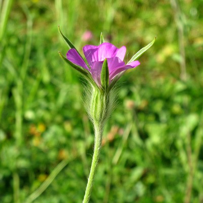 Picture of Corncockle plant © Mike Draycott