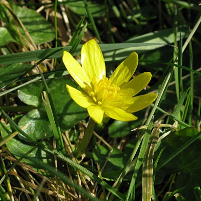 Picture of Lesser Celandine Plant