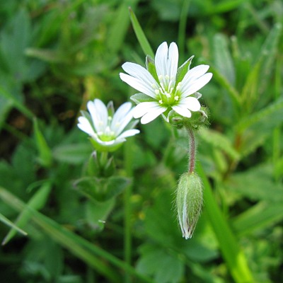 Picture of Stitchwort Plant