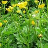 Creeping buttercup