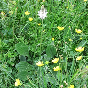 Ribwort Plantain