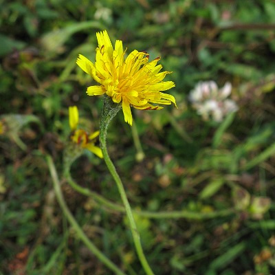 Picture of rough hawk's beard flower