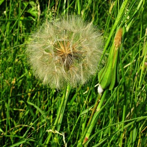 Seed hea dof goats beard