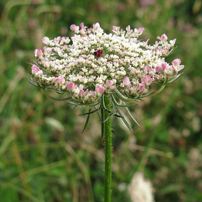 Picture of Red Bartsia