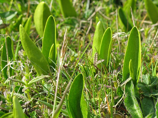 photo of Adders Tongue