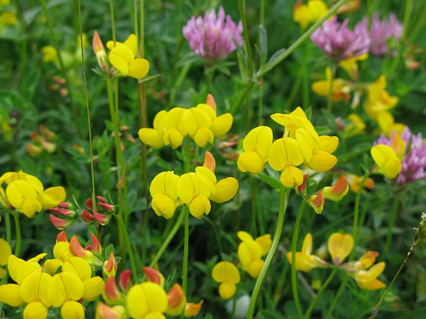 photo of Birdsfoot Trefoil    