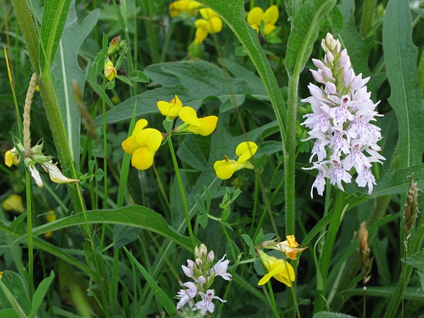 photo of Orchids