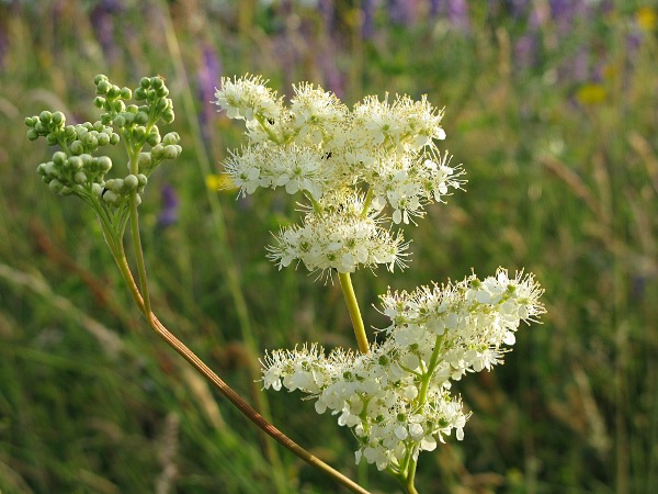 photo of Meadowsweet