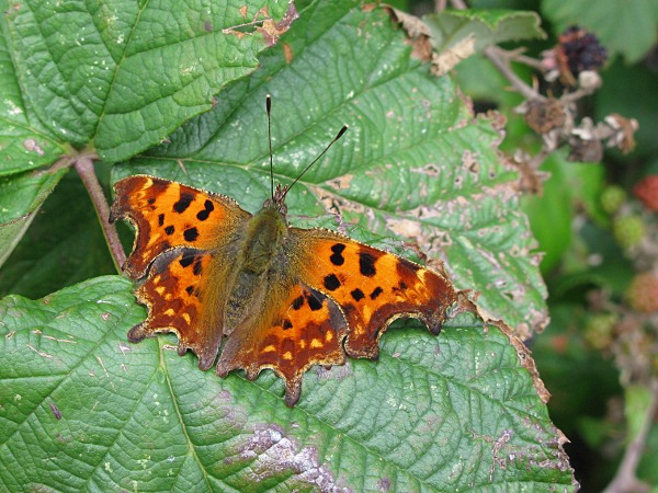 photo of Coma Butterfly