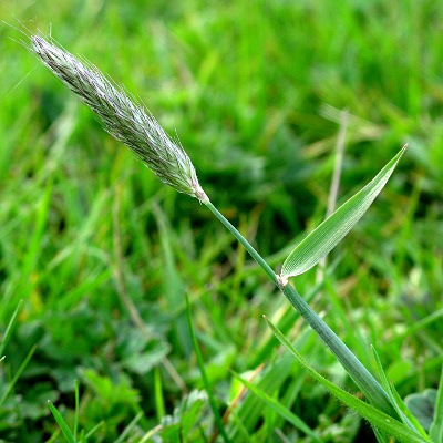 Picture of Meadow Foxtail grass  Mike Draycott