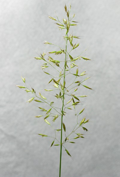 Picture of False Oat grass © Mike Draycott
