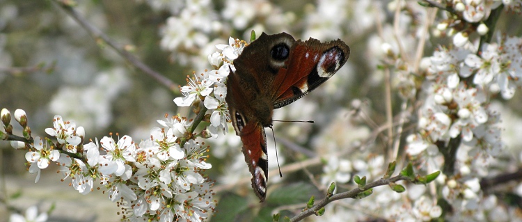 Picture of Blackthorn blossom