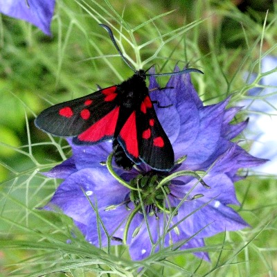 Picture of Burnett moth, � Mike Draycott