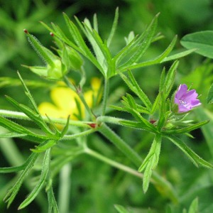 Picture of Cut-leaved Crane's-bill