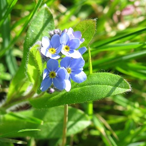 Picture of Germander Speedwell