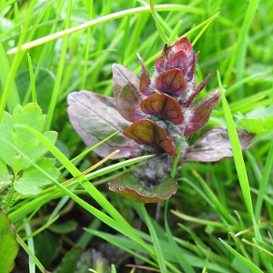 Picture ribwort plantain