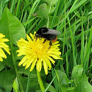 Picture red tailed bee