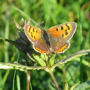 Picture of Small Copper