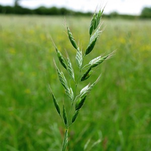 Picture of grass