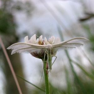 Picture of White Plume moth