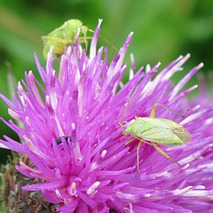 Picture of Yellow Bartsia