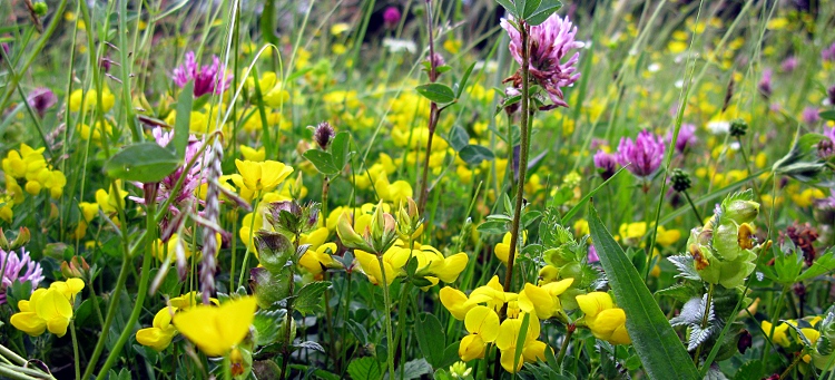 Picture of birds foot trefoil