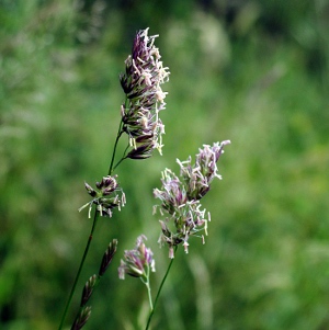 Picture of grass