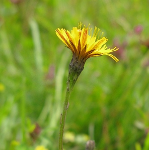 Picture of Cats ear