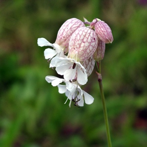 Picture of Bladder Campion