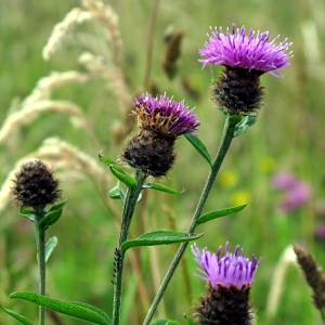 Picture of Knapweed