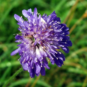 Picture of Field Scabious