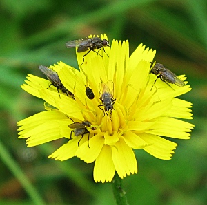 Picture of flies on hawkbit