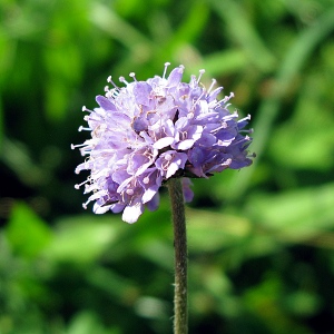 Picture of Devils Bit Scabious