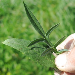 Picture of Devils Bit Scabious