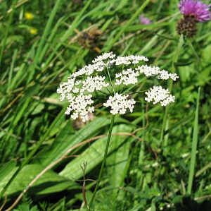 Picture of Burnet Saxifrage