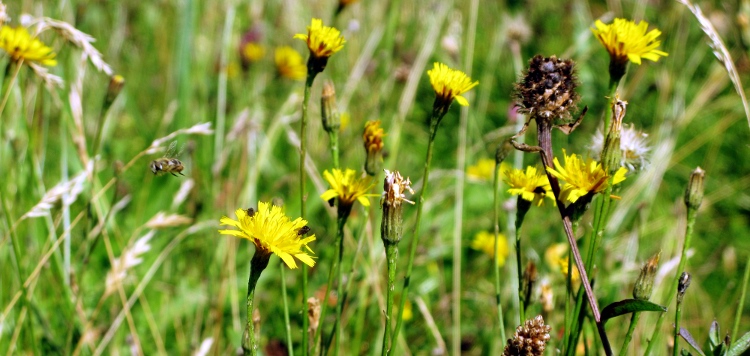 Picture of Autumn Hawkbits