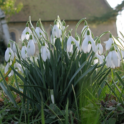 Picture of snowdrops