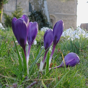 Picture of crocus