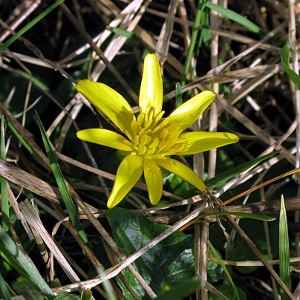 Picture of celendine