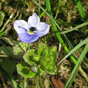 Picture of Germander Speedwell