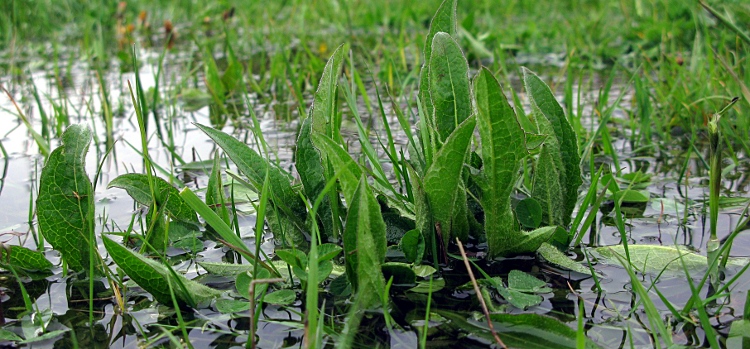 Picture of knapweed