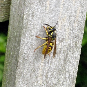 Picture of wasp