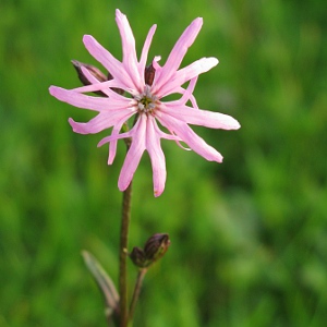 Picture of Ragged Robing flower