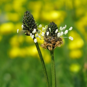 Picture of Plantain