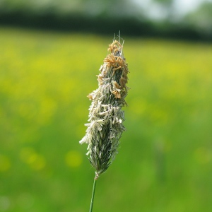 Picture of grass seed head