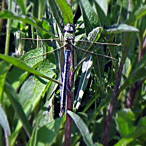 Picture of Dragonfly