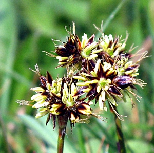 Picture of field woodrush